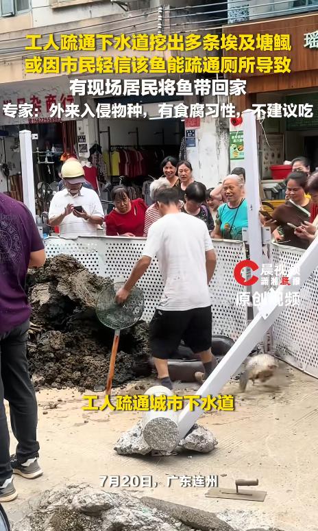 谁能想到，广东连州的工人在疏通排水管道时，竟从恶臭的淤泥中挖出几条埃及塘鲺。更让