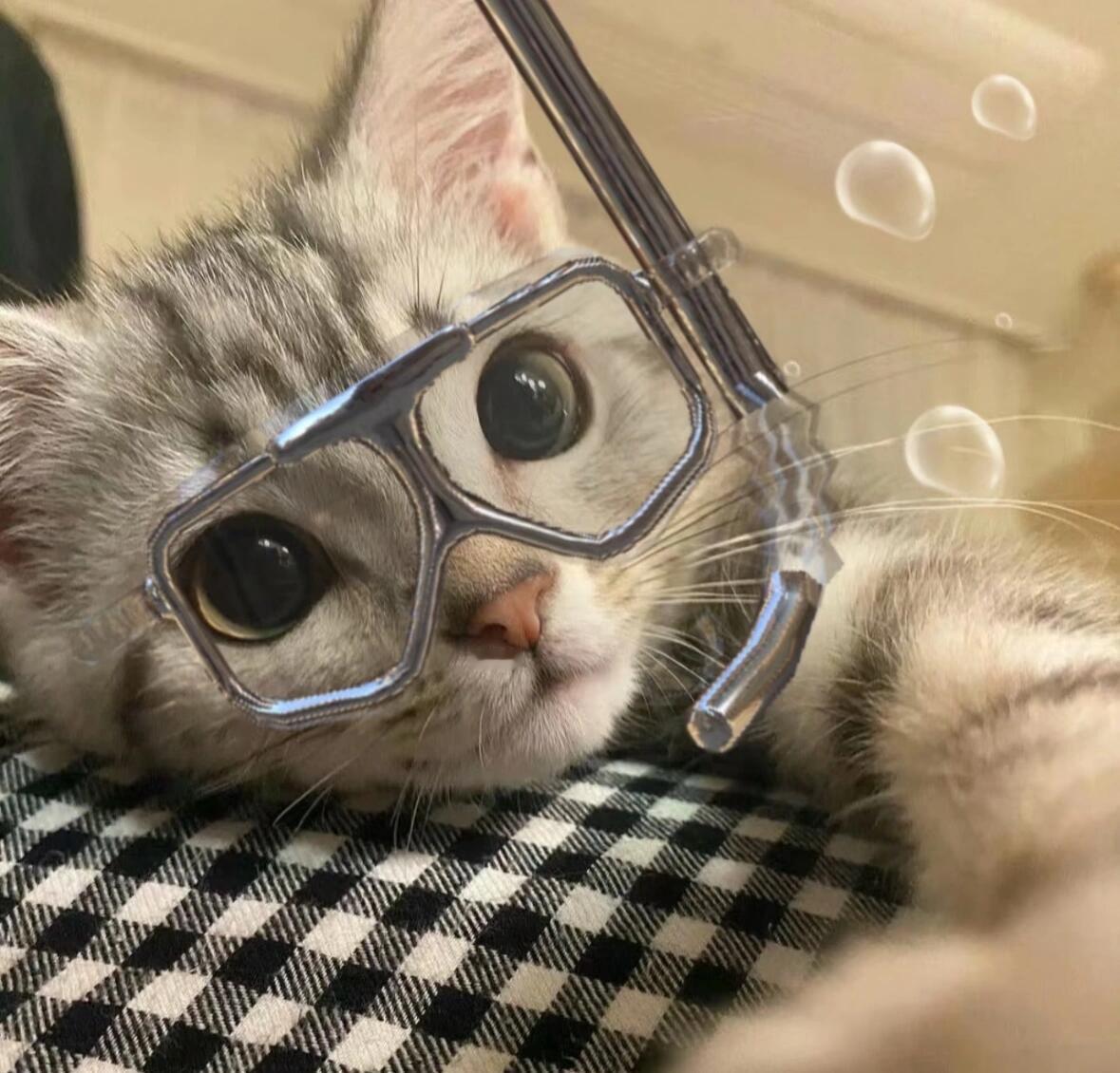 潜水小猫🤿​​​