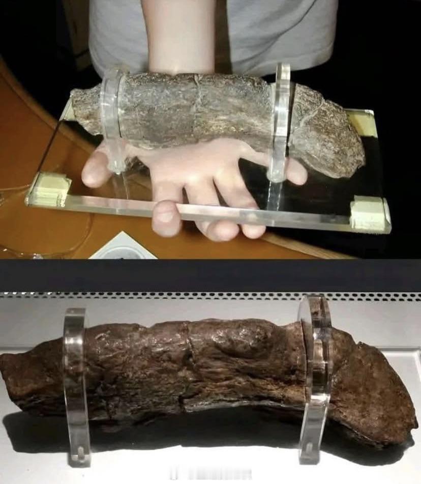 世界上已知最大的人类粪化石（粪便化石），由维京人留下，长20厘米（8英寸）