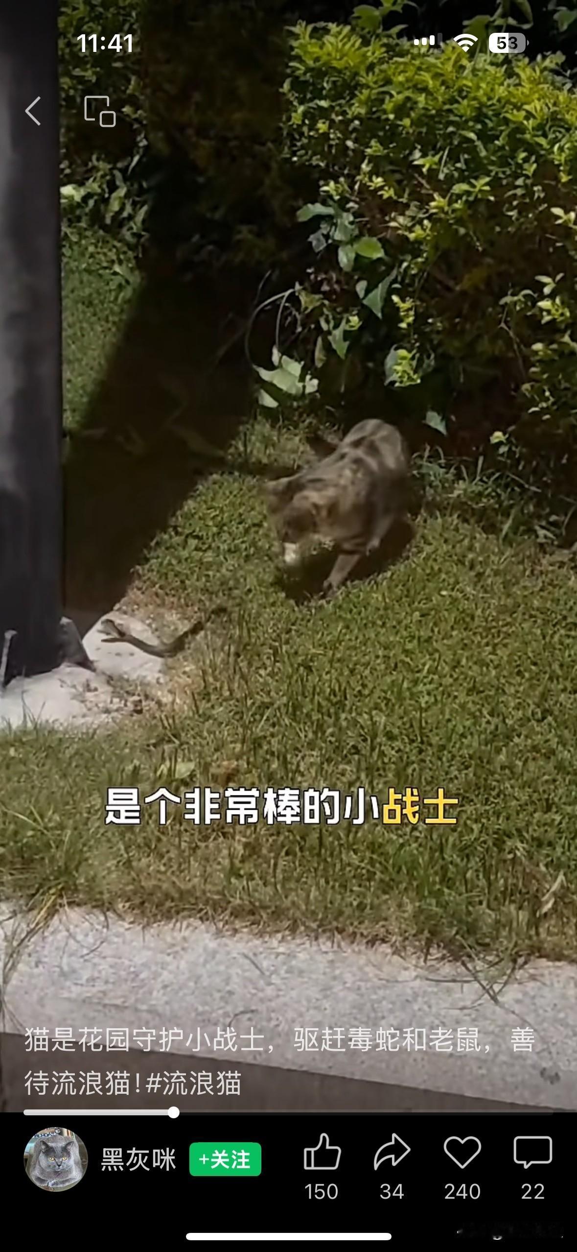 确实猫咪是捉蛇捉阿鼠的小能手！善待小区的流浪猫吧，它们卑微的活着，还给大家捉老鼠