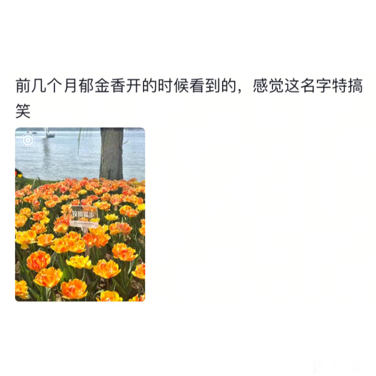 当科学家意识到起名自由度很高时
