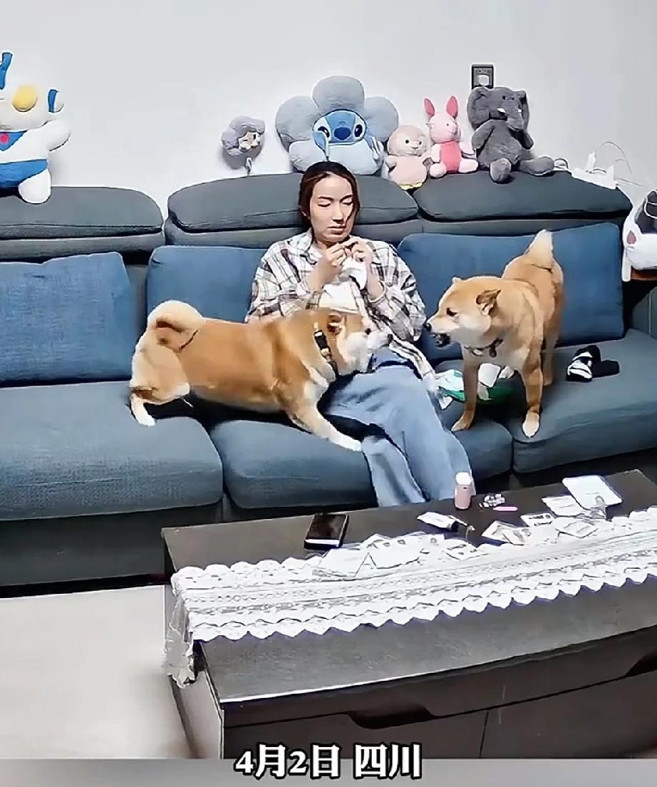 4月2日，四川。女孩坐在沙发上做手工活。一只宠物犬，屁颠屁颠的呆在女孩的身边。另