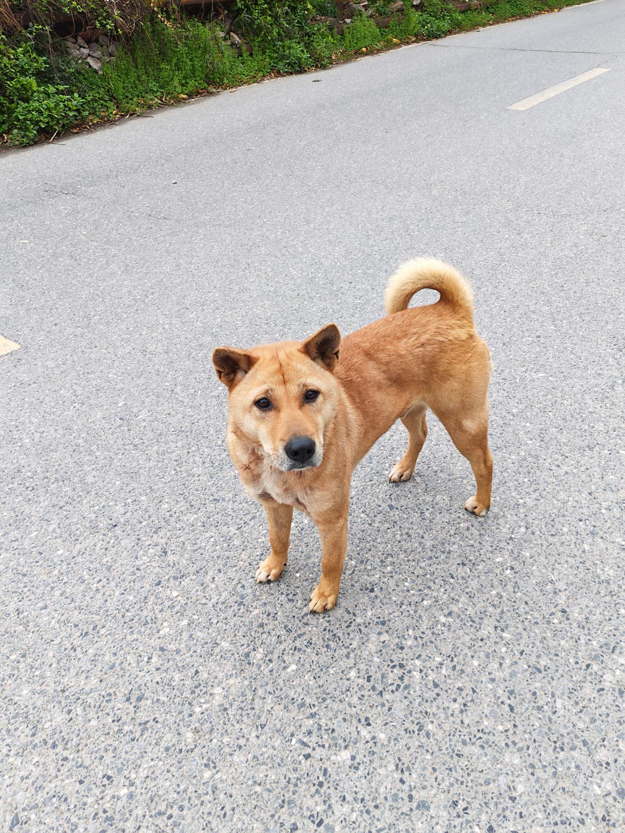 被一只大黄狗的“早安”治愈了下班路上的意外惊喜，被这只大黄狗的热情“撞个满怀