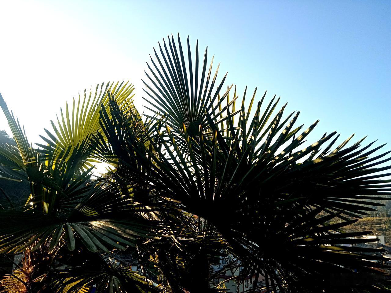 富姑爷，穷姑爷，回娘家，乐坏了老丈人，气坏了丈母娘。有钱的姑爷，大包小包，好烟好