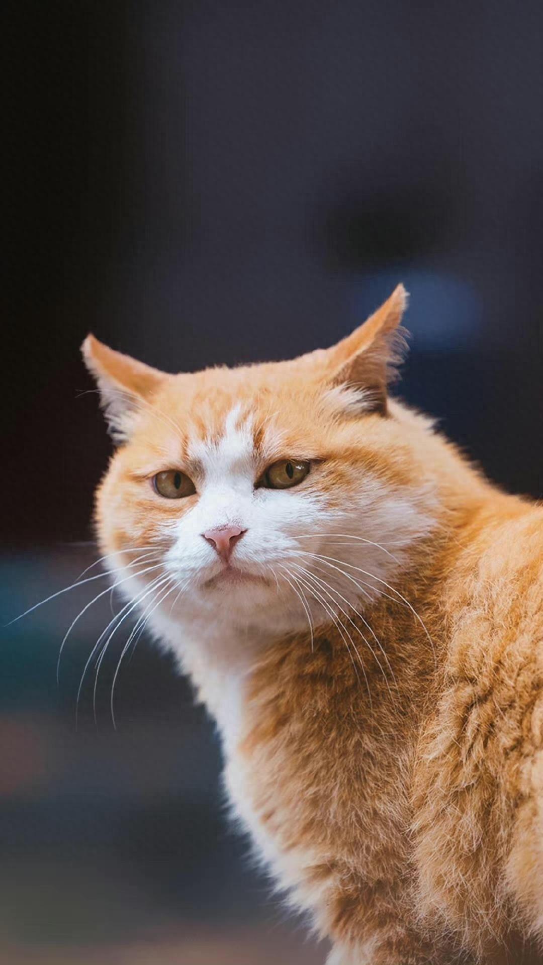 中国人为啥不吃猫肉？李时珍早把话说透，古人试错后集体放弃在中国，天上飞的、地