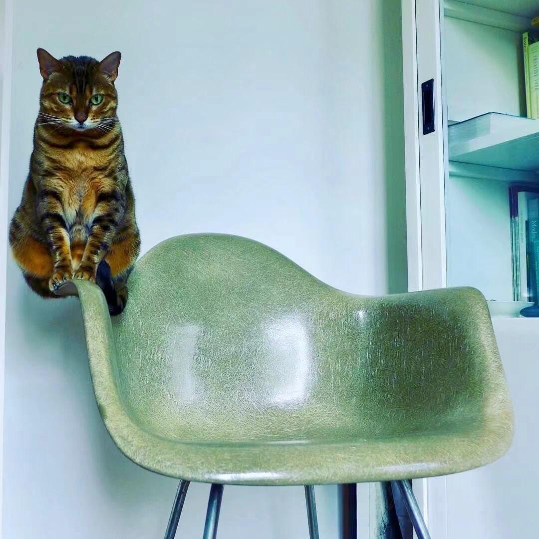 小猫有自己的神奇力学​​​