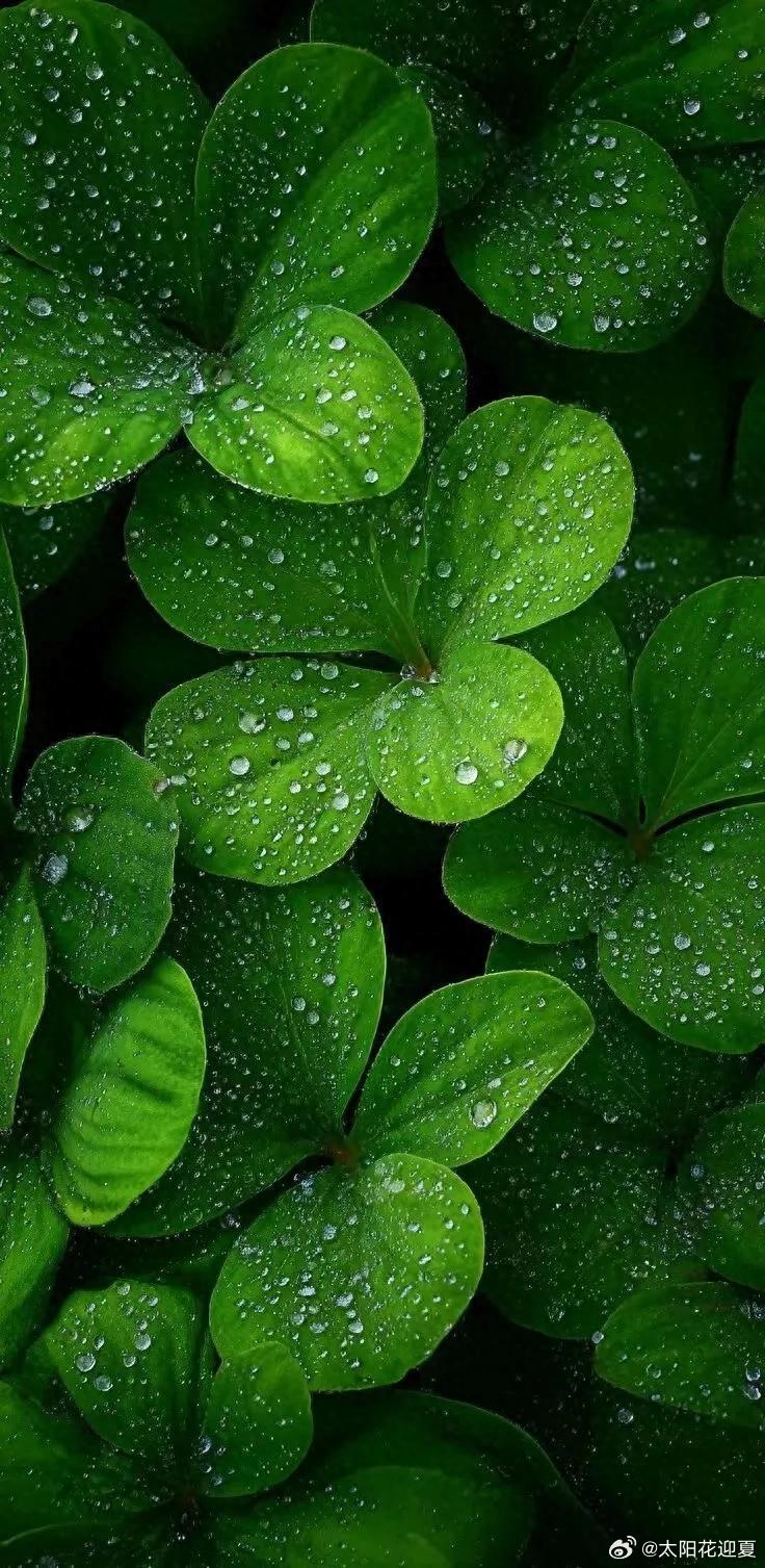 雨落青枝，满目清绿，静享自然～寻美河南​​​