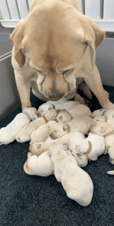 这个狗妈妈一胎就生了十几个小狗，狗妈妈正在发愁，一脸的愁眉苦脸，这么多的孩子，怎