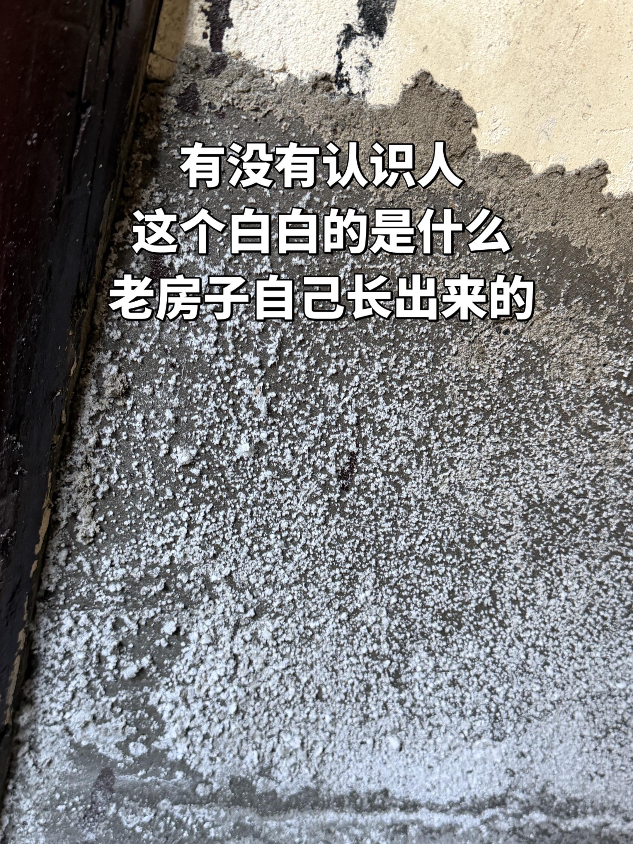 有没有人认识这个是什么？老房子自己长出来的白白一层