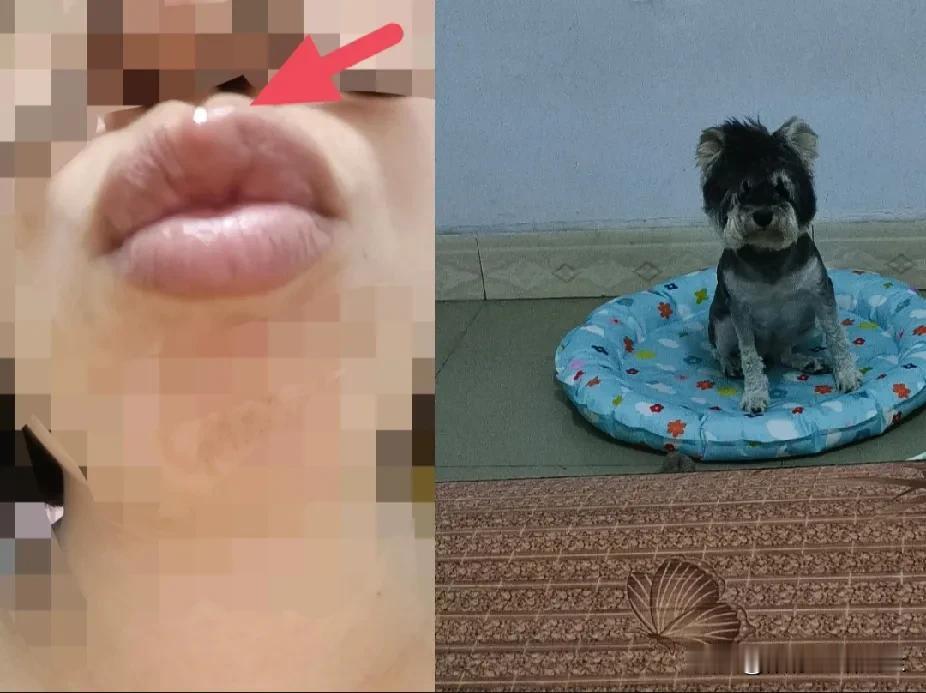 “我过敏了”？昨晚没注意，被我家狗狗“叭叭”亲上嘴巴了，今天一醒来，上嘴唇就莫名