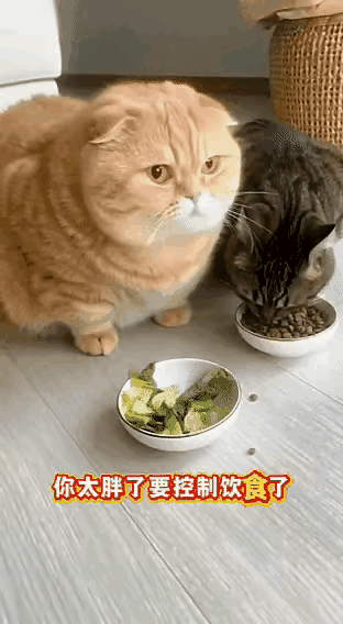 刷到个超扎心的猫咪视频！主人怕肥猫越胖越不健康，特意准备了不同口粮，