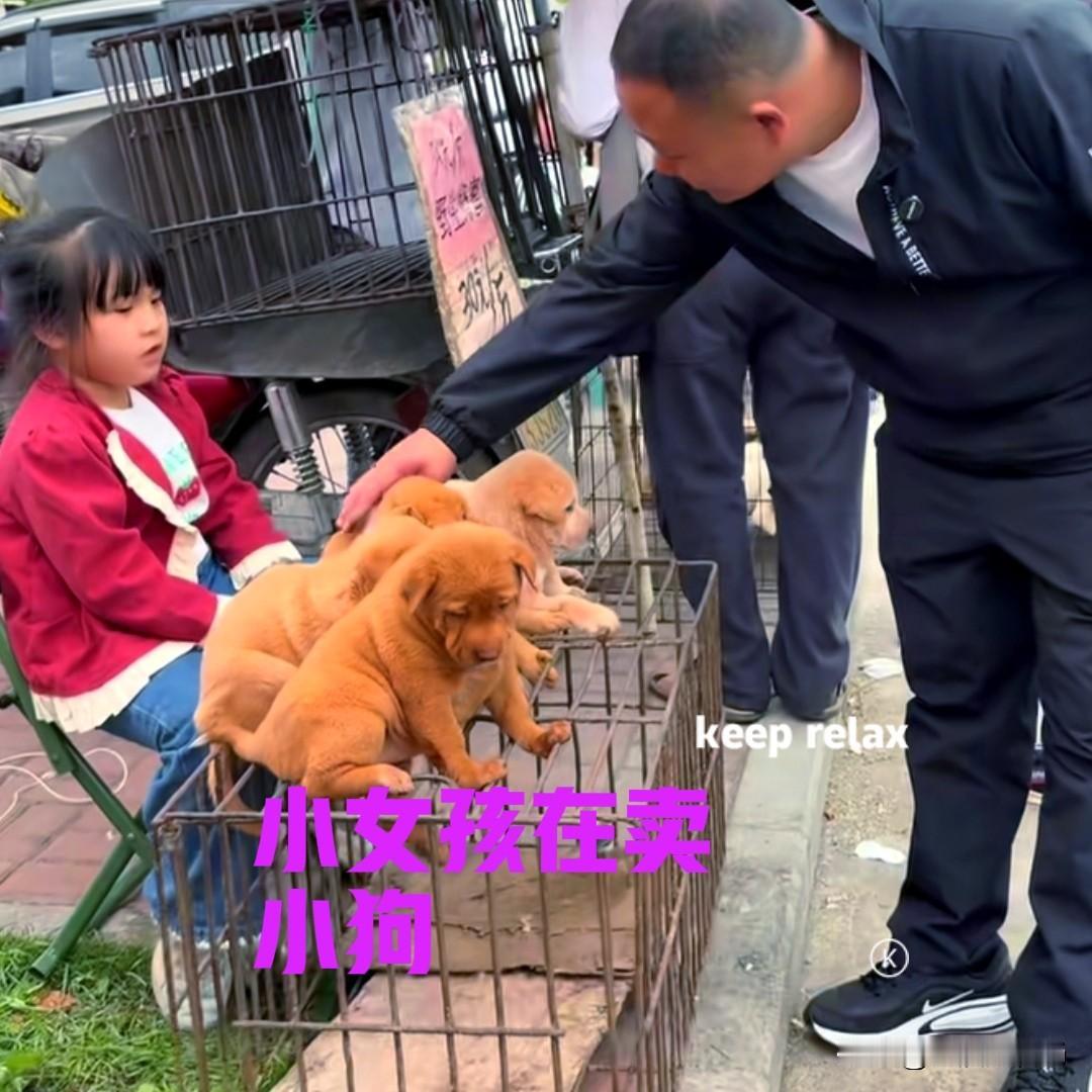 农村的集市上，一个小女孩乖乖地坐在椅子上，她的面前放着一个铁笼，铁笼上趴着几只小