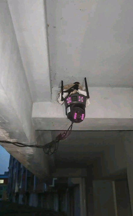 主人家估计头都大了，这管还是不管好