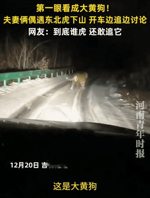 “笑不活了！”吉林延边，男子和妻子偶遇东北虎下山。妻子突然说:“这是大黄狗。”