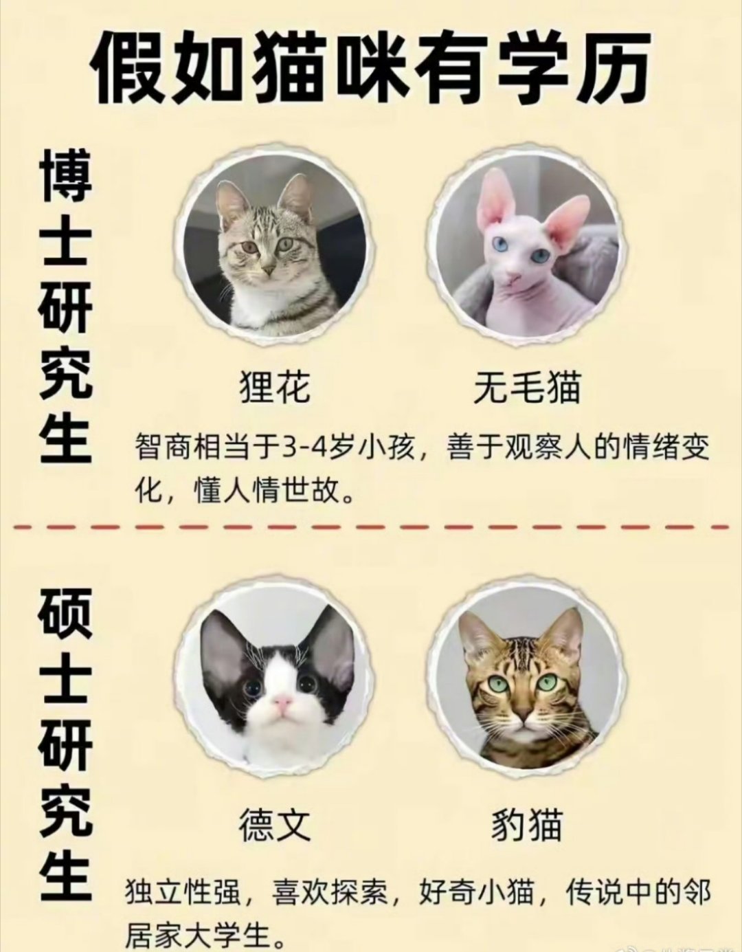 猫咪学历排行榜​​​