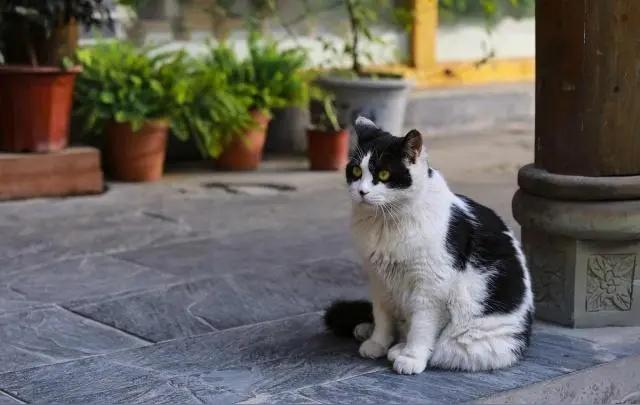 投喂的流浪猫竟成“护花使者”！待产孕妇遇恶犬，小奶猫霸气救主谁能想到，一只