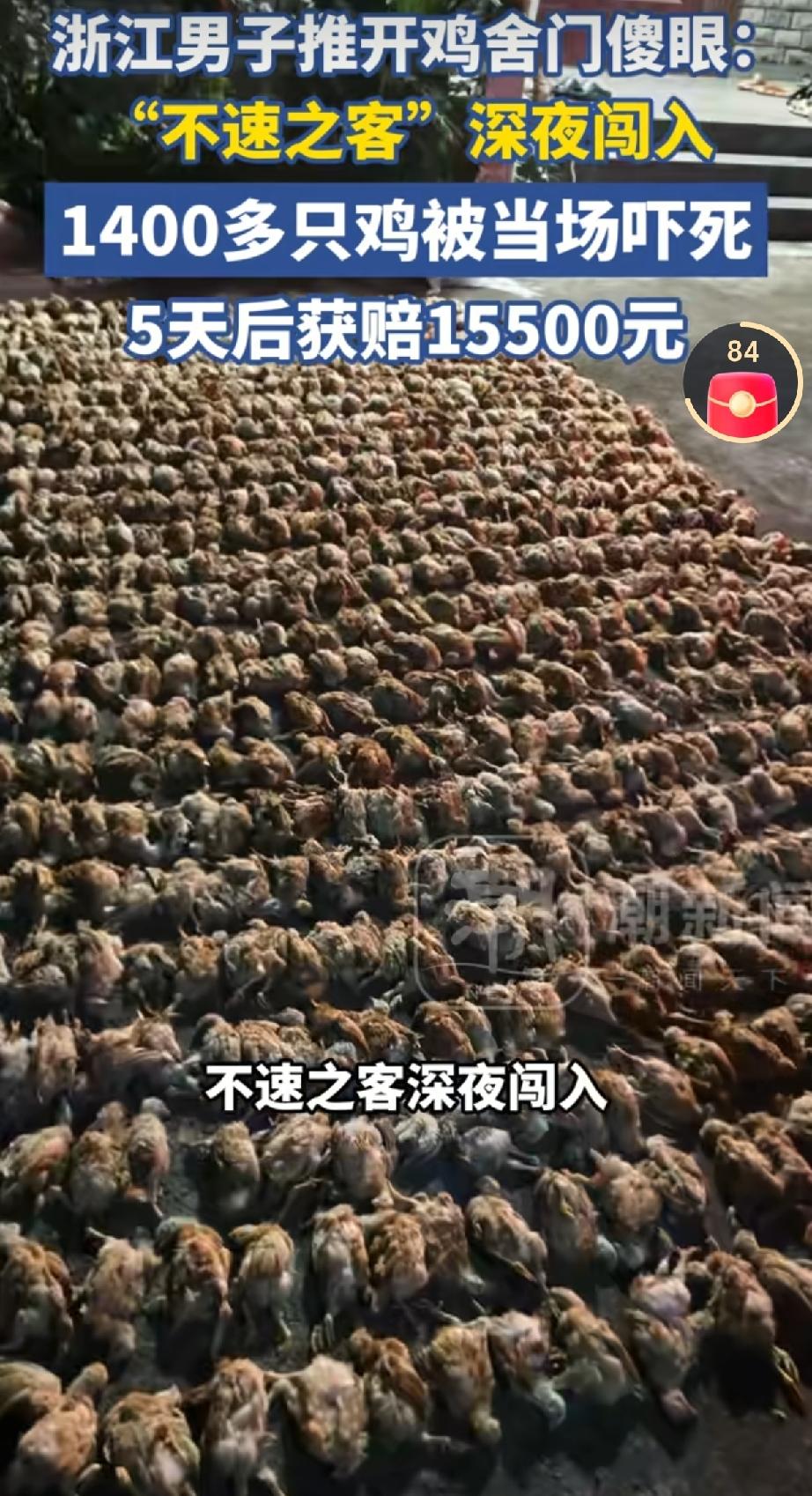 “不可思议!”浙江，男子一大早推开自家鸡棚，当场惊呆了：遍地都是死鸡，一数竟达