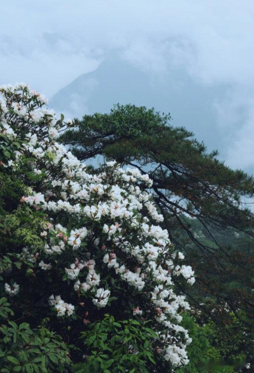 高山杜鹃生长近20年才开花树高几十米种子却比芝麻还小许多植物选择用甜美的果实吸引