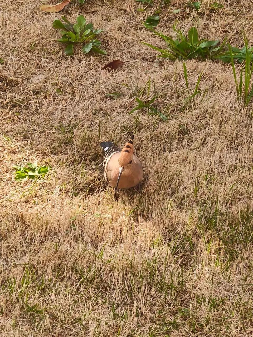 这应该是啄木鸟吧，啄木鸟怎么能在草地里觅食呢？我记得这种鸟是吃树洞里的害虫，老百