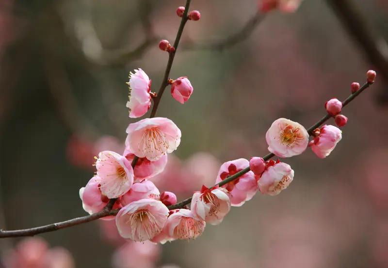 上联：梅展书香山展画；下联：松为墨韵涧为诗。