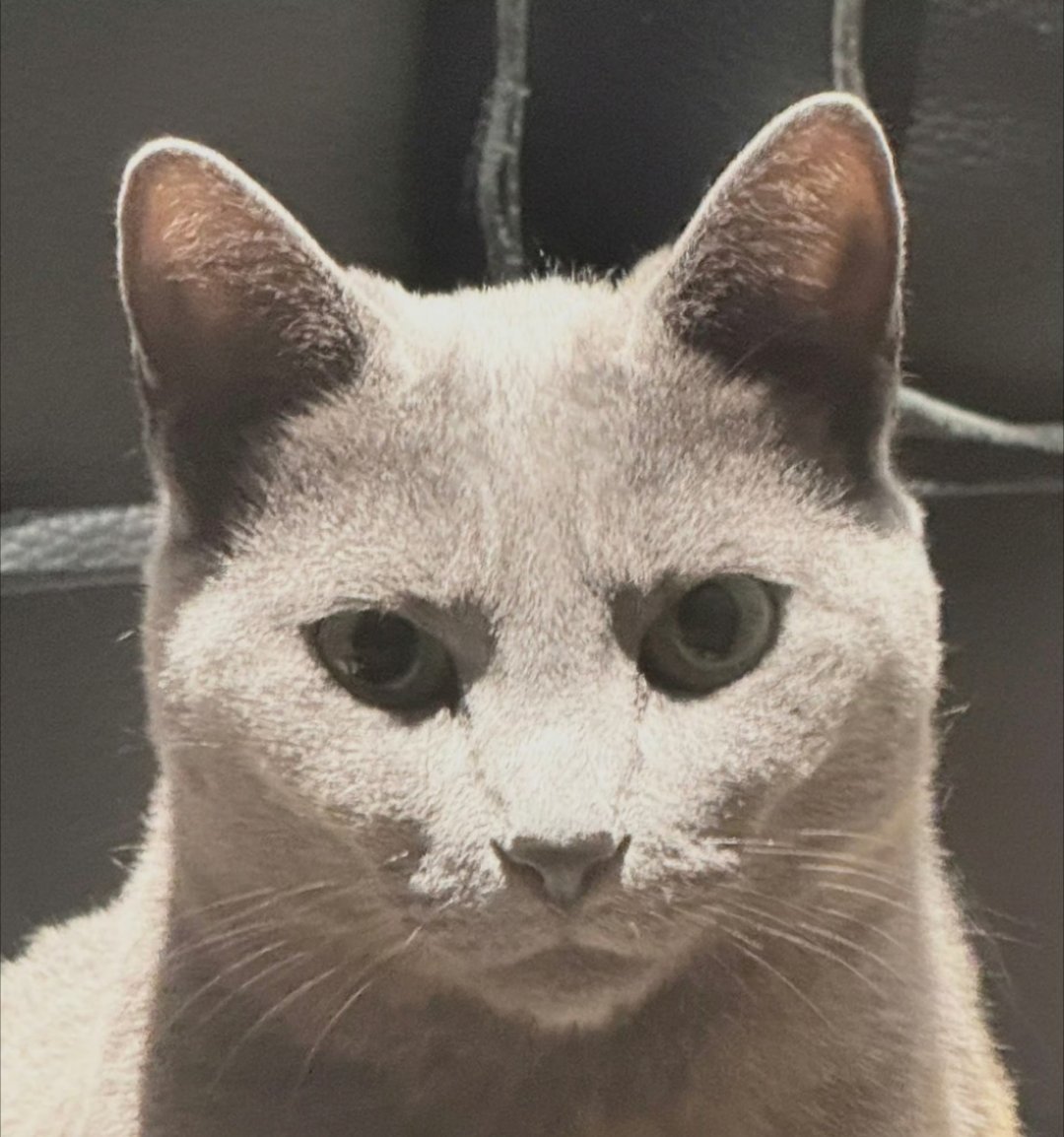 丞磊好久不见看着照片又变帅了呀～注意添衣保暖别着凉！不过猫猫🐱这是什么表情