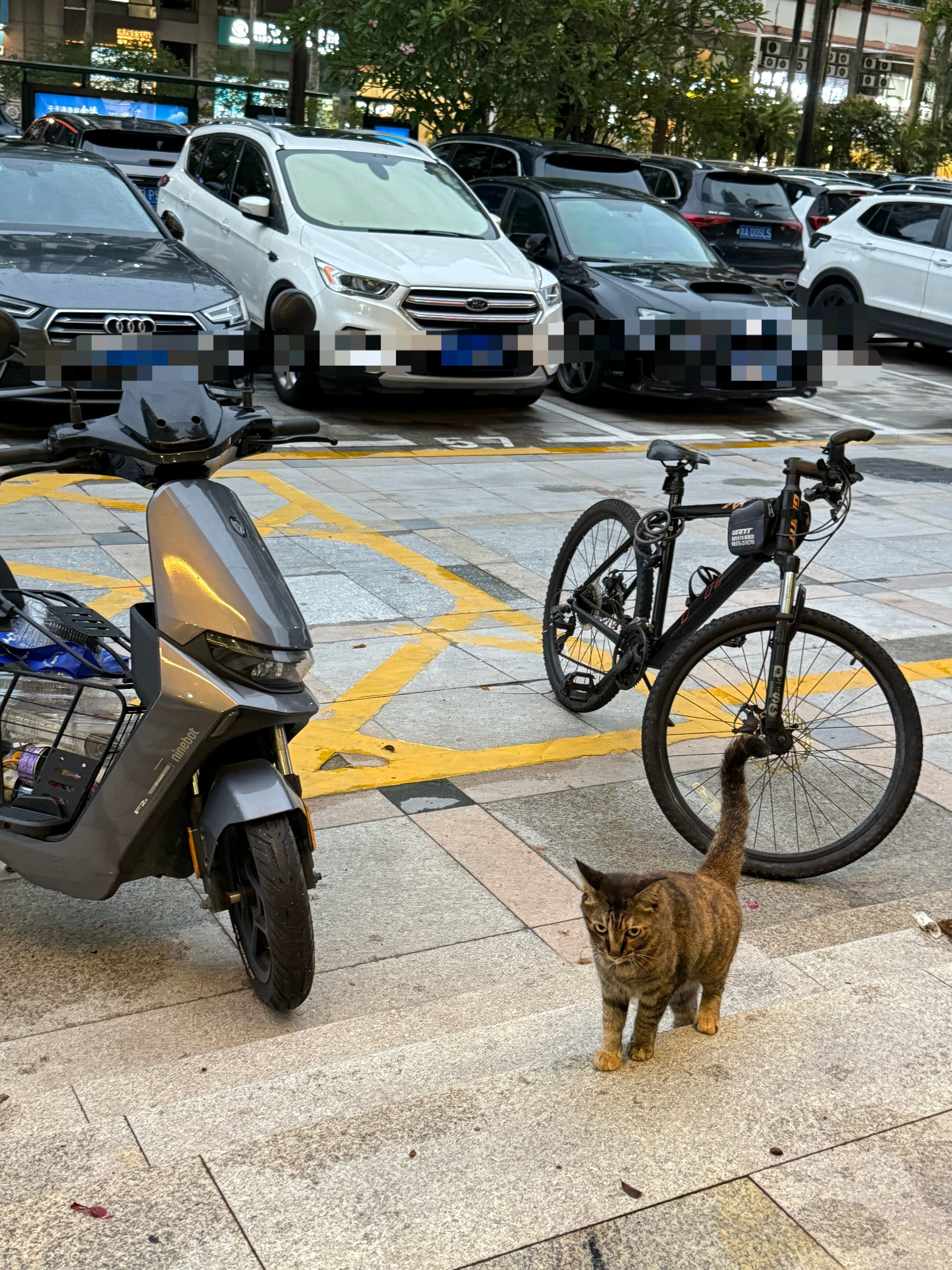 麻雀早早过来吃饭了。。。猫流浪猫深圳