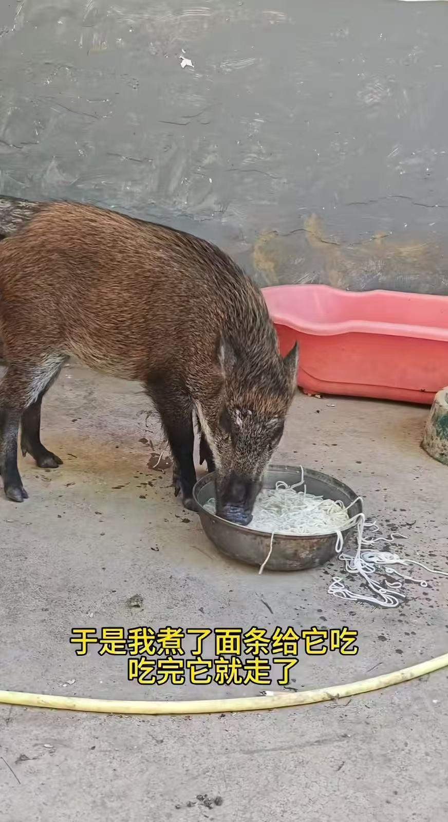 “解释不清了！”广东，一只野猪跑到一名男子家中，可它没吵也没闹，反倒是来讨食得，