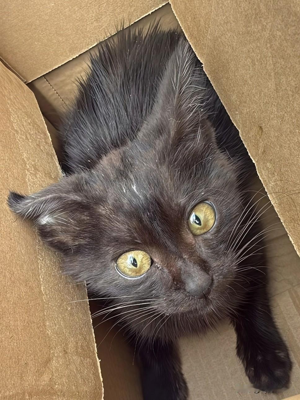 我的小猫咪要做幸福的小猫咪哦记得捡到它的那一天那么瘦瘦小小只有巴掌那么大眼