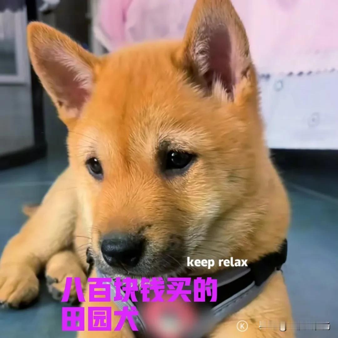 花了八百块钱，托广西的朋友，帮我买了一只中华田园犬。本来打算买一只黄狗白面的，奈
