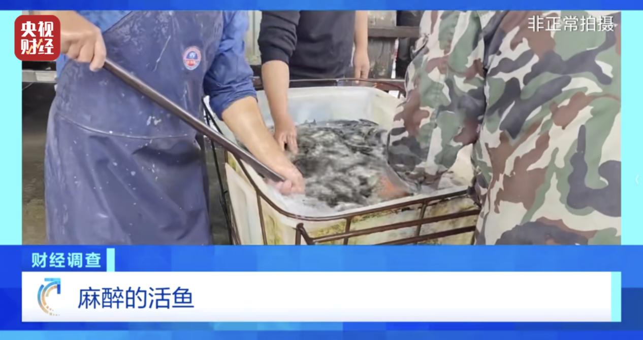 央视刚曝光的活鱼麻醉乱象，真的太吓人了！你餐桌上的“鲜活鱼”，很可能喝过三无丁香