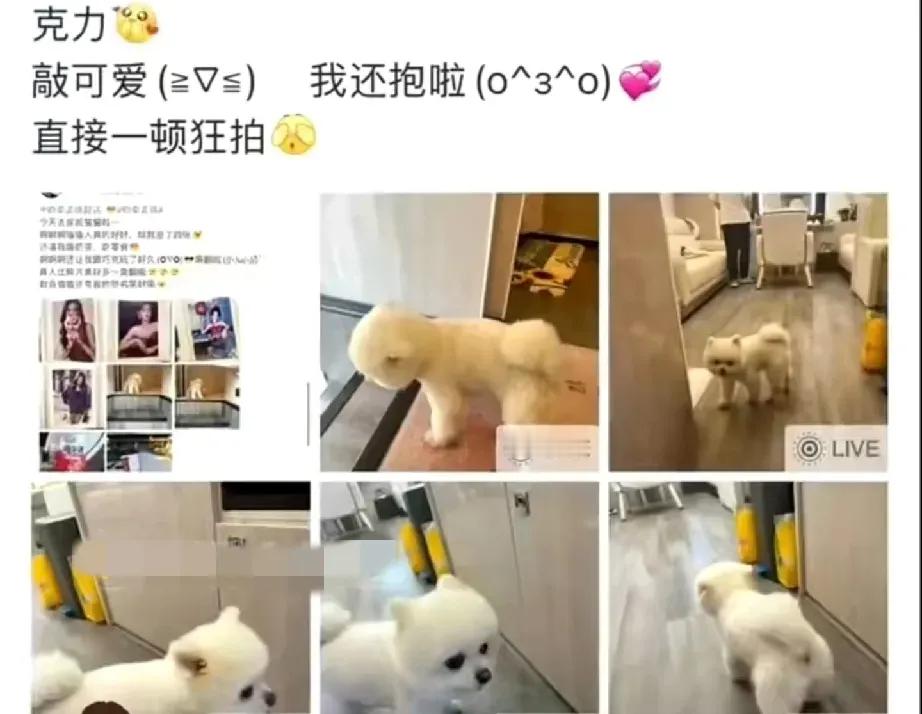 孟子义经纪人道歉靠着剧组关系，趁艺人不在就随便进女艺人的房车，还拍了内部照片到处