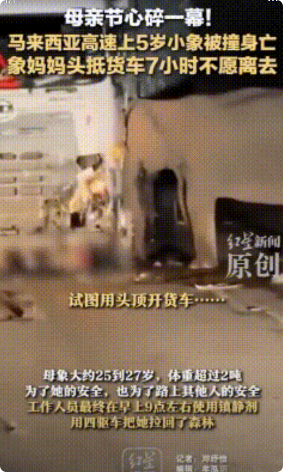 5岁的小象在过高速公路的时候，被一辆货车撞死，象妈妈看着满地的血迹，一动不动的小