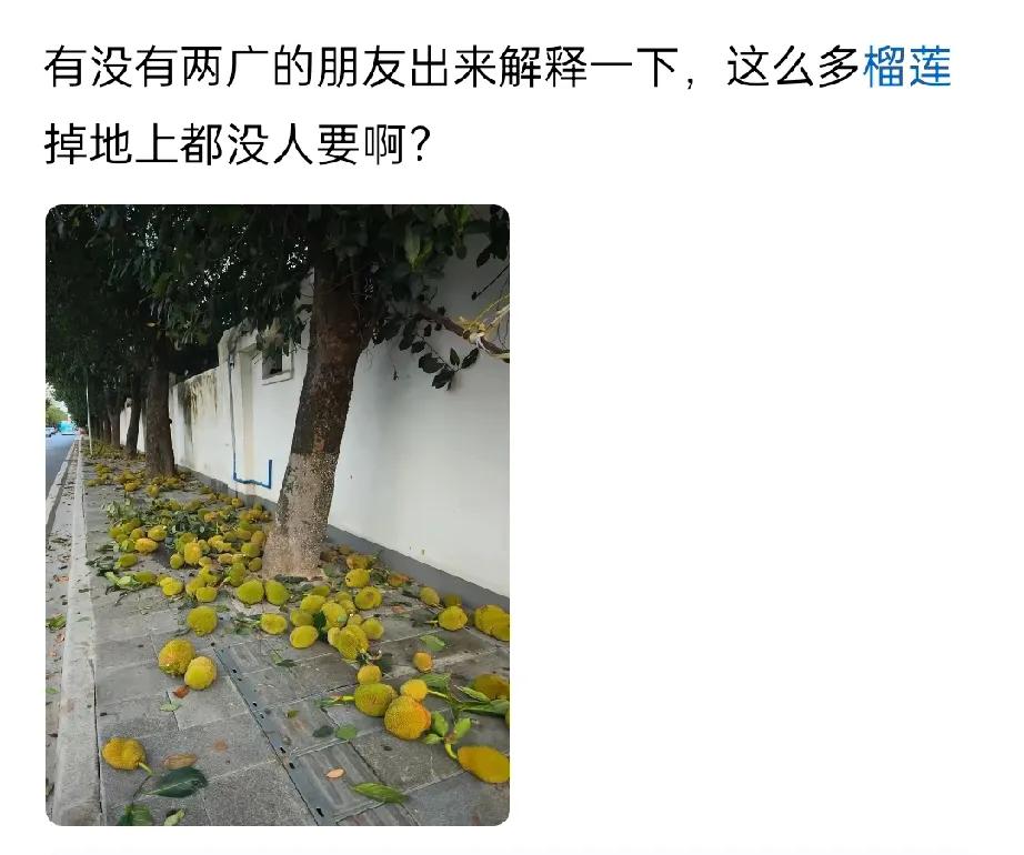刷到一网友发文——有没有两广的朋友出来解释一下，这么多榴莲掉地上都没人要啊?两