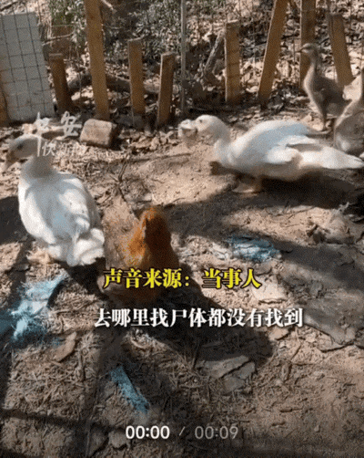 万万没有想到，福建厦门，一女子养了47只小鸡，结果几天后就只剩6只，而且不见的四
