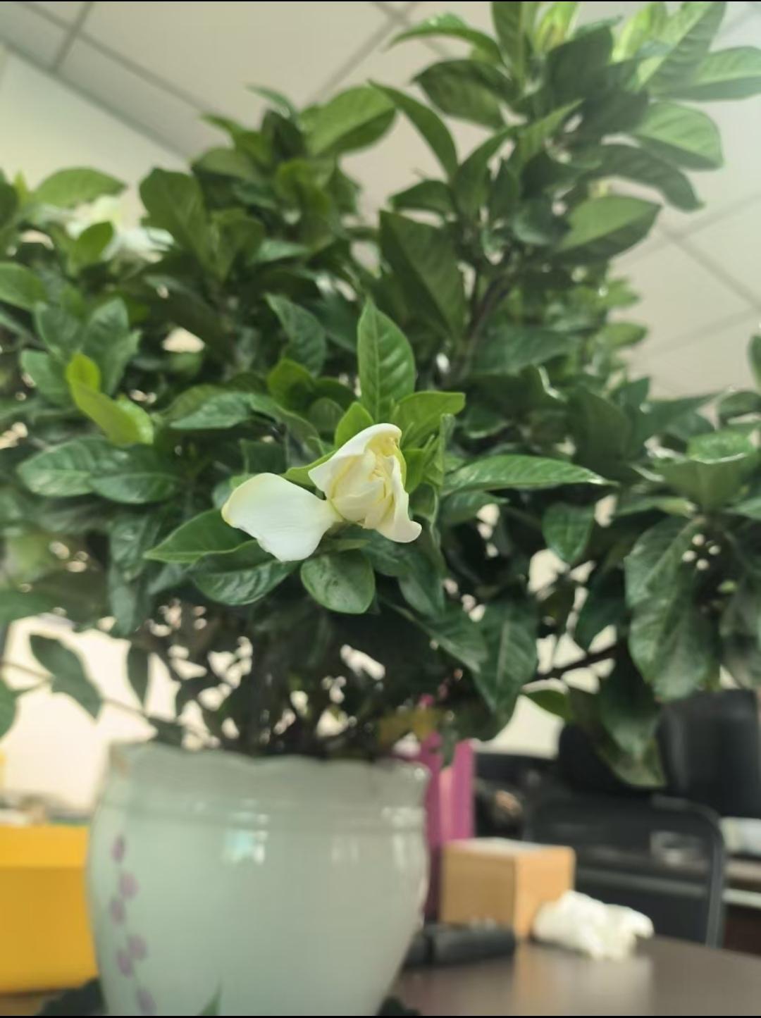 这个有点抽象，我打比方说一下。这个补，不一定是吃点什么。以脾胃为