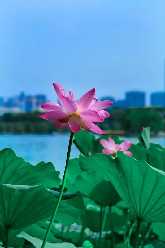 上联：连绵不断江南雨，请对下联接踵而至夏荷风