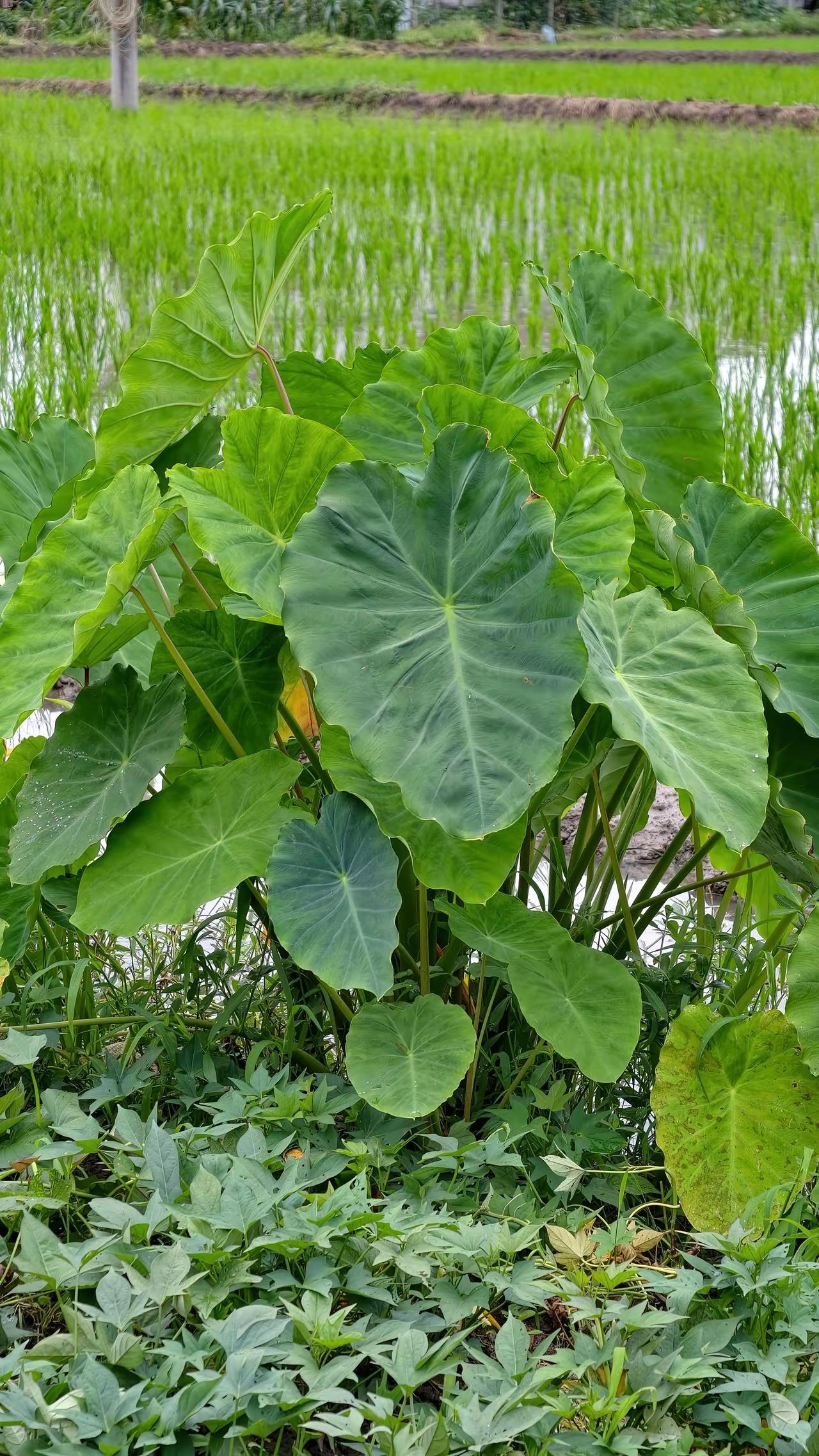 心血来潮买了芋头，肉沫，辣椒，按照书上的说法做了麻辣芋头丸子气死我了品相太