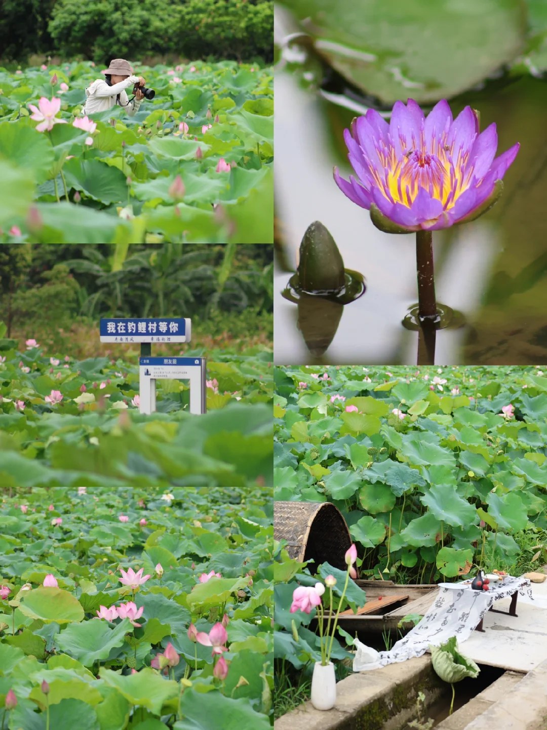 广州从化｜夏天无滤镜拍照打卡荷花园