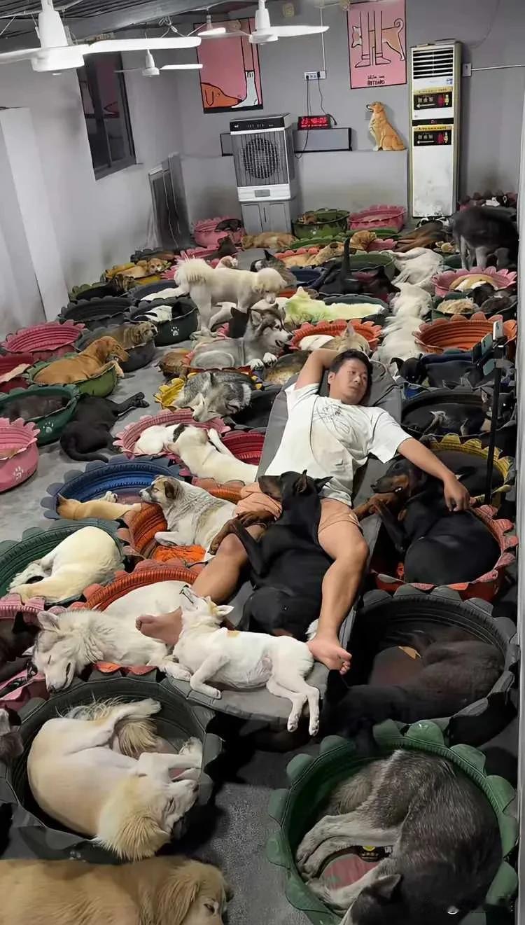 现在的年轻人有多任性？不养父母，不养孩子，却养了一群狗，与狗为伴！