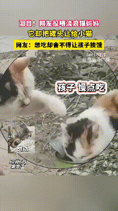 谁懂啊！今早喂流浪猫时，直接被猫妈妈的举动戳到心窝里了！我把剩