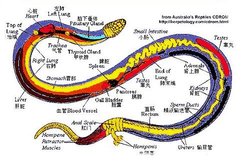 打蛇不打头！很多人都不懂，野外遇到蛇千万别打头，这有可能会让自己陷入陷阱，其实蛇