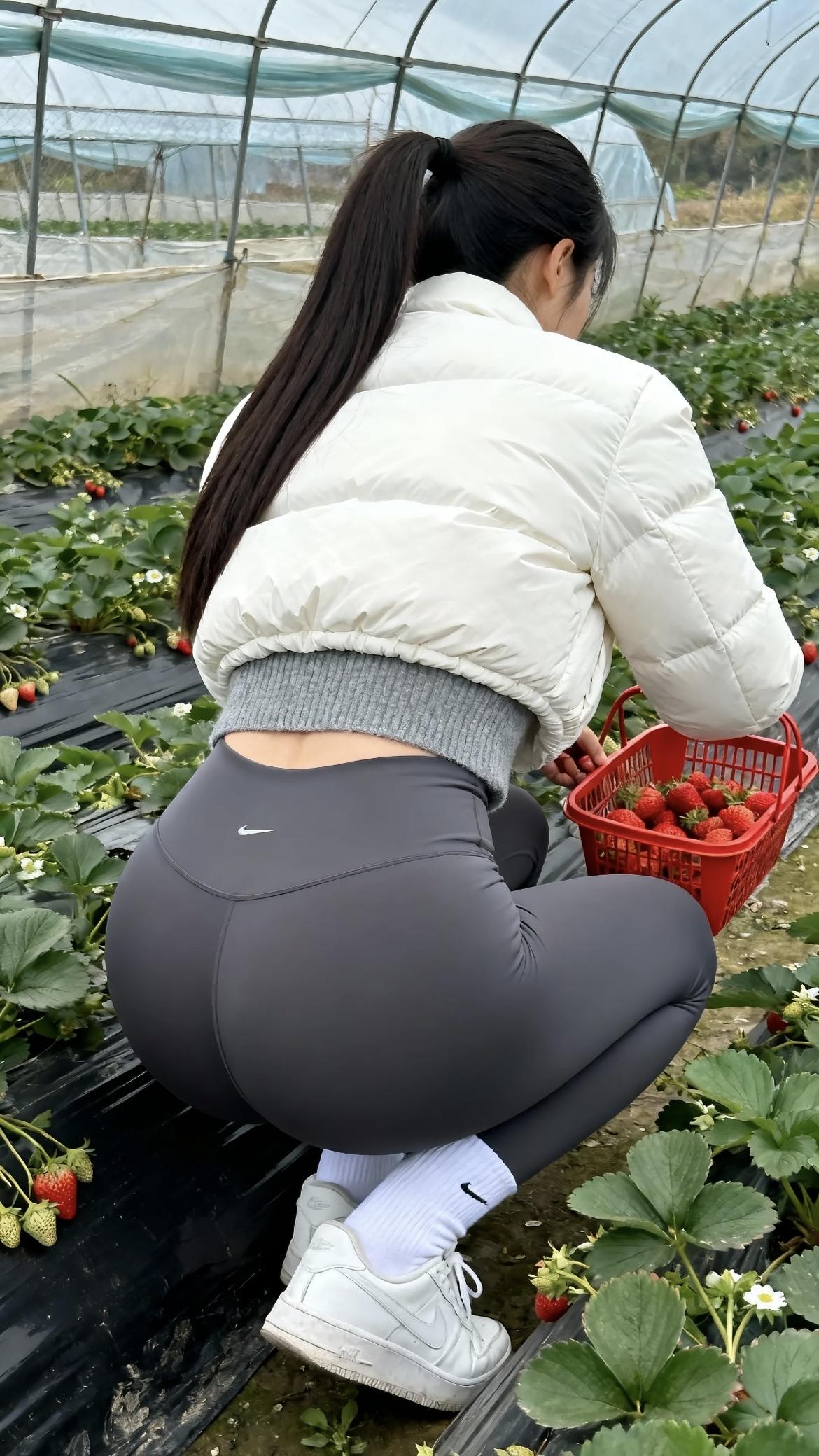 晴亮的天光透过草莓大棚的塑料穹顶，在垄间投下错落的光影，鲜红的草莓果簇在翠绿的叶