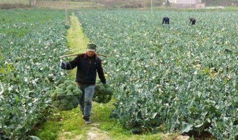它在蔬菜中有“蔬菜皇冠”的美誉, 可预防多种癌症
