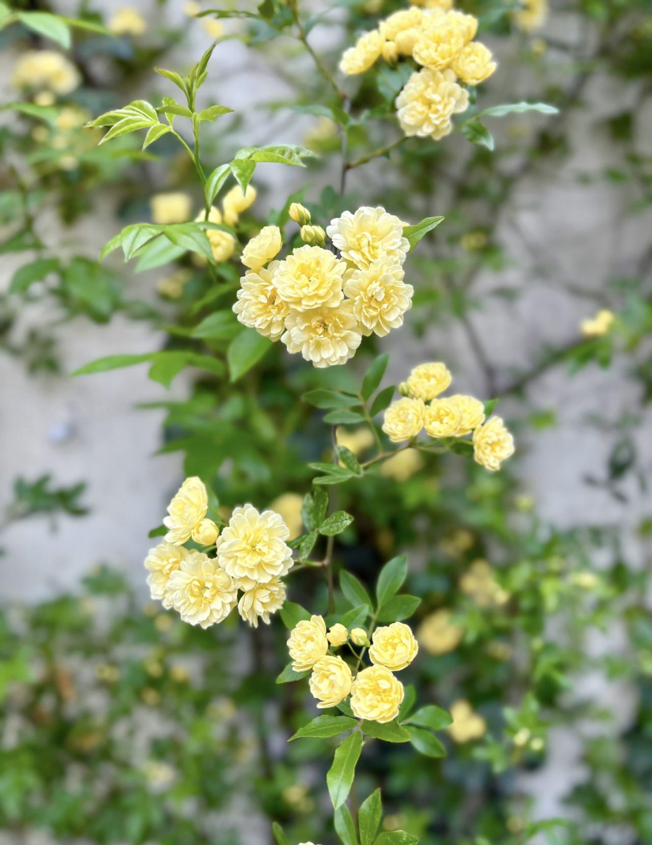 狮子座♌️4月15日是4月21日认识天降大任，责无旁贷。命星转进驻成就宫