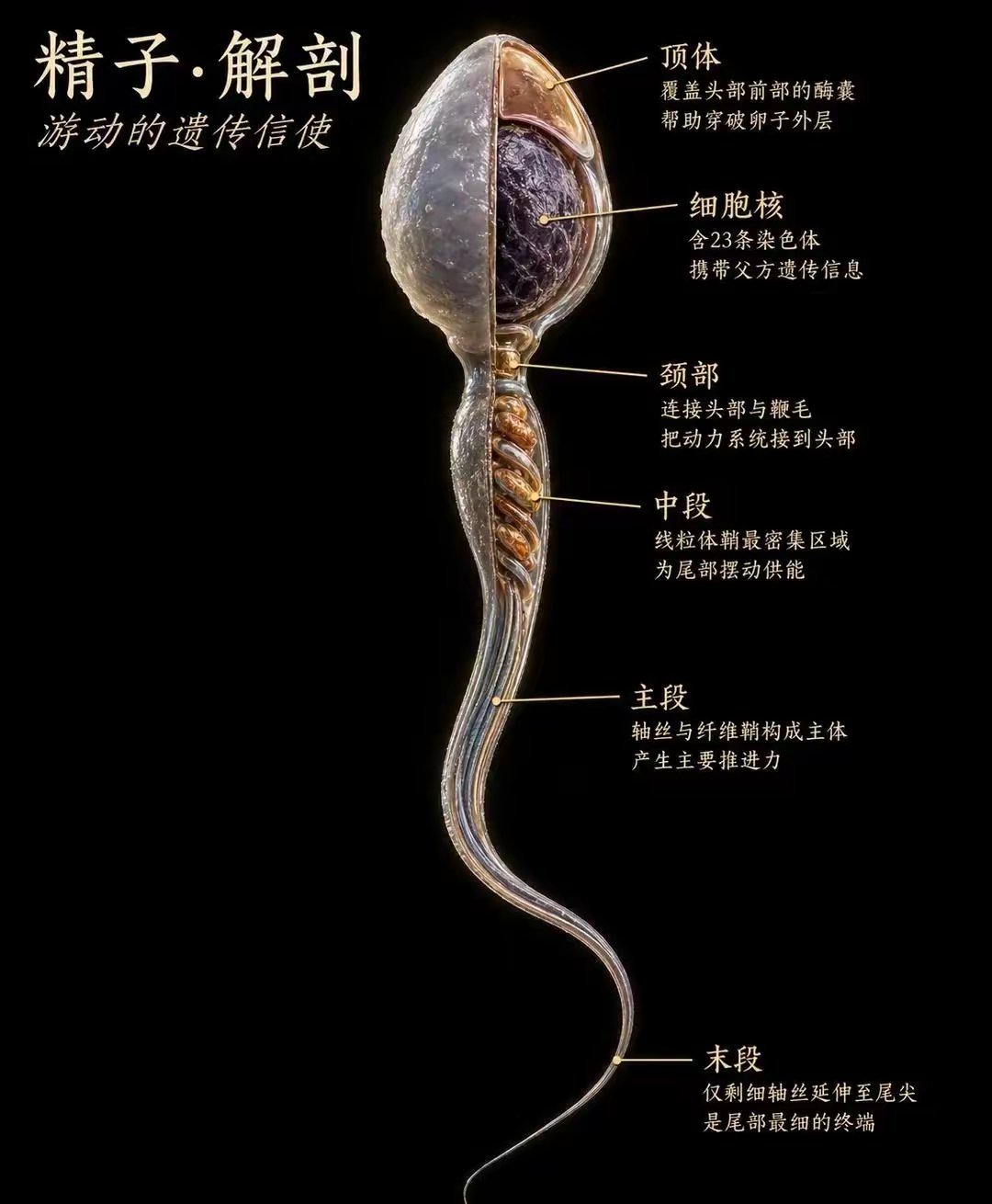 精子结构​​​