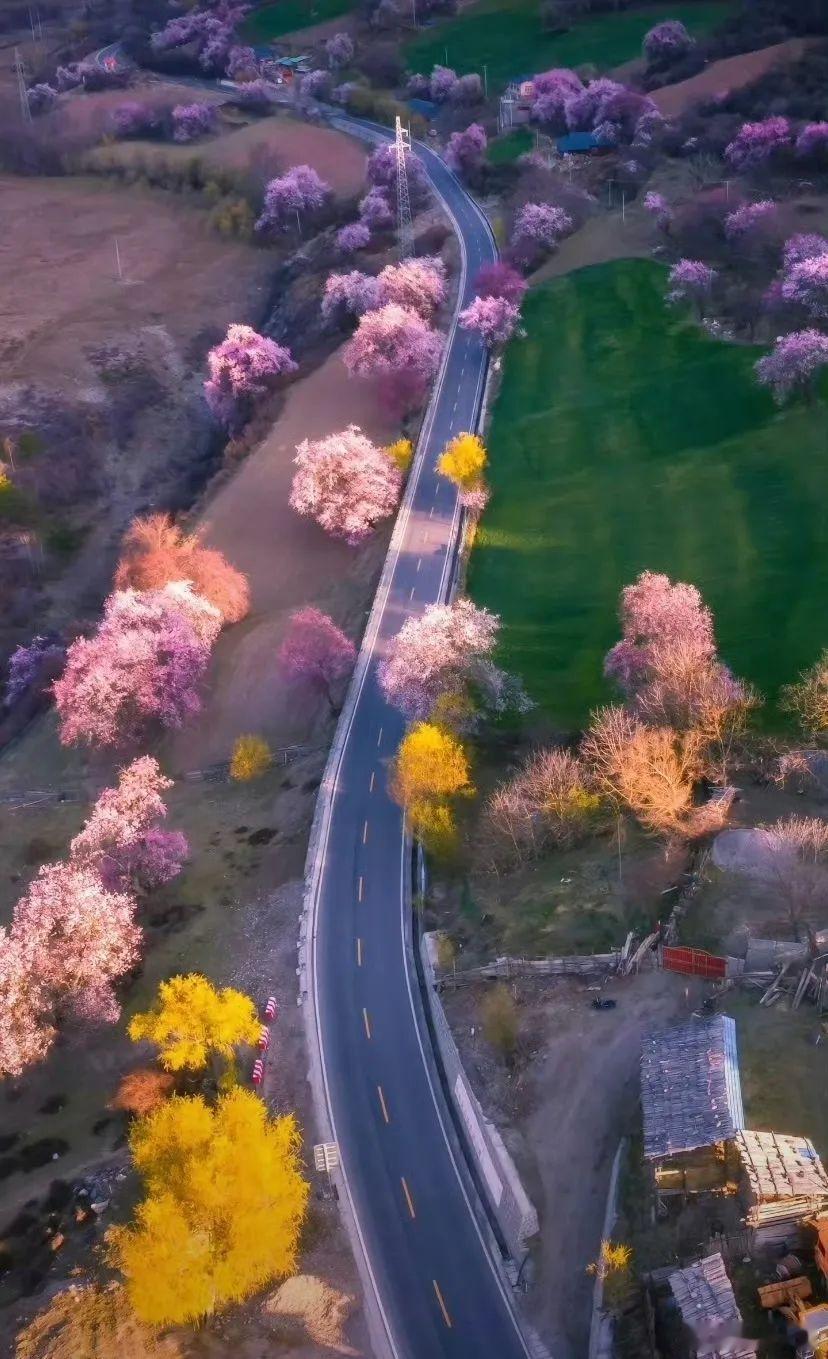 愿你与春天的美好撞个满怀【林芝顶流，桃花即将开爆！】🏔雪山脚下、河谷之间成