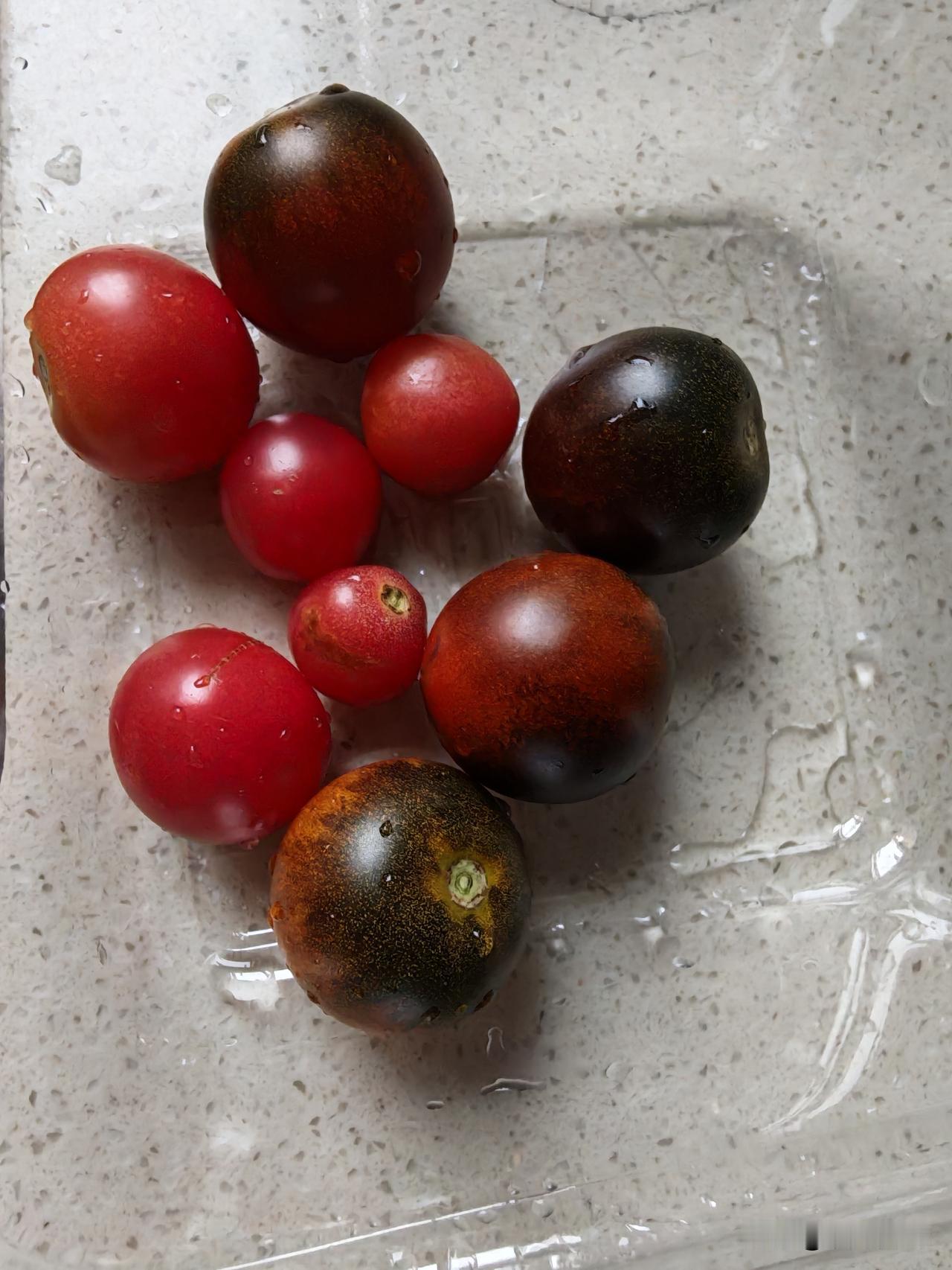 别再说喜欢种菜了，在网上买了四棵小番茄苗，死了一棵，另外一棵，光长叶子不开花。只