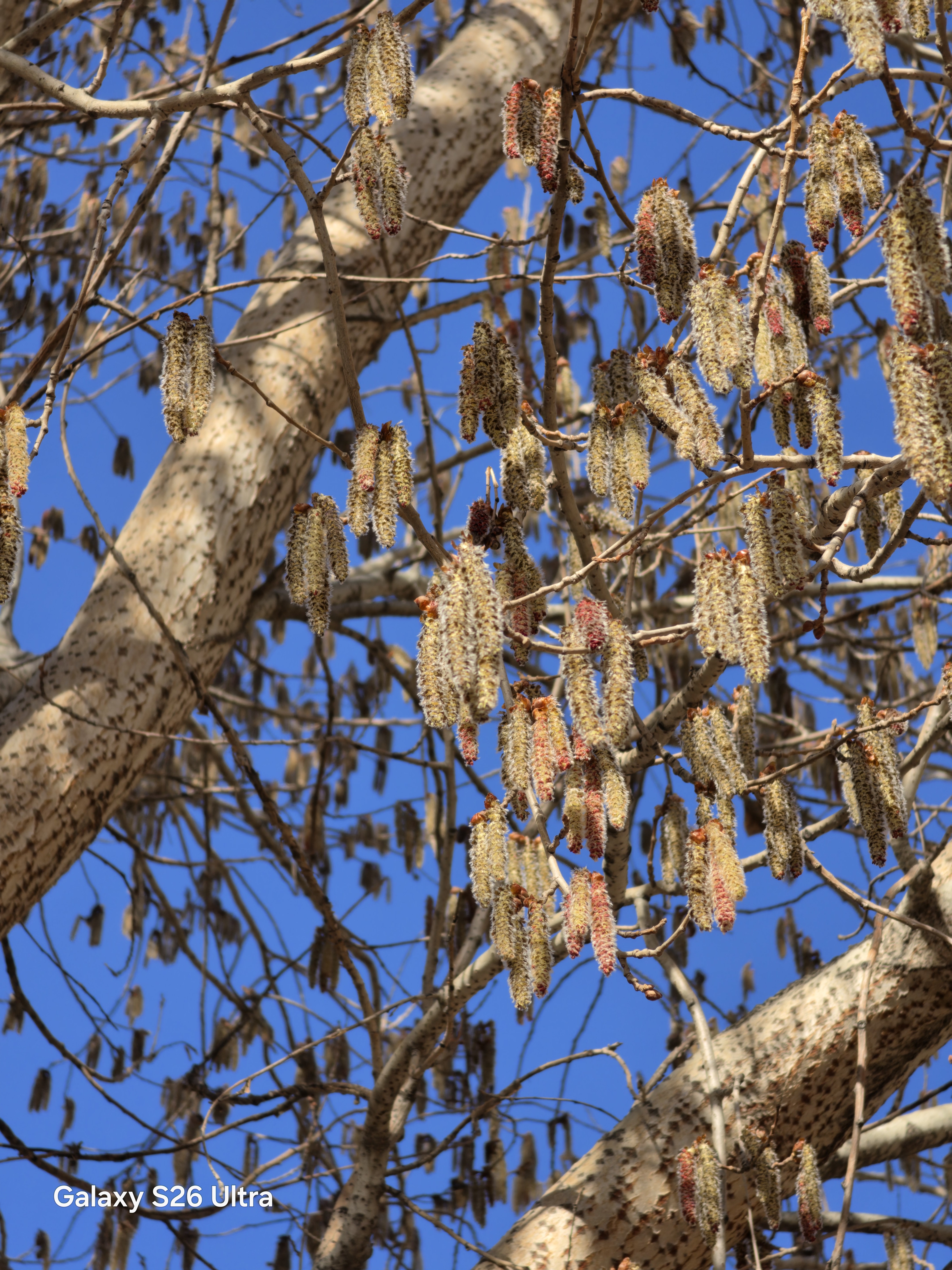 为什么我一靠近这个东西，就眼睛发痒、打喷嚏？