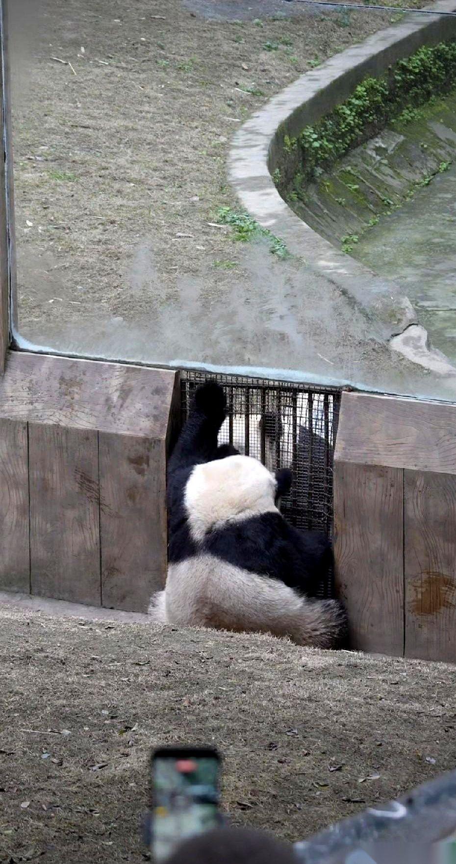 大熊猫渝可，就那么扒在墙边，一个劲儿地朝着里面喊。里面是它妈妈，二顺。但那个