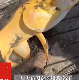 “笑不活了！”8月21日，浙江杭州，一位老板新开了一家钓场后，为了吸引人气，就往